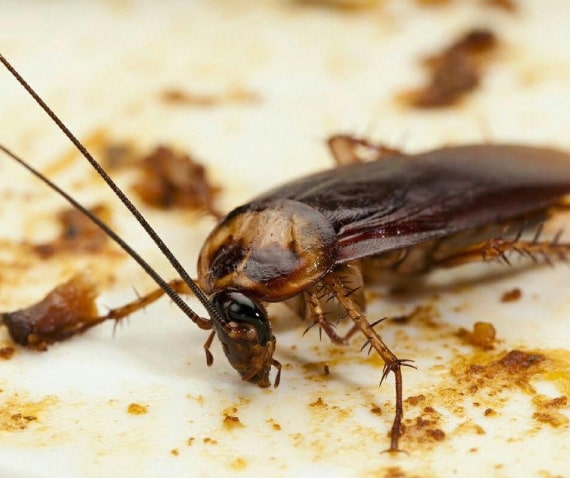 cockroach control kedron