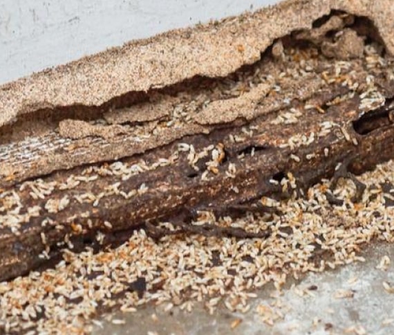 termite treatment kedron